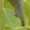 long-legged fly