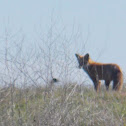 Red Fox