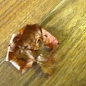 Crush leaf