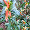 Firecracker cuphea