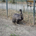Emu