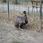Emu