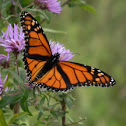 Monarch Butterfly