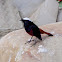 White-capped Redstart