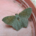 Geometrid Moth