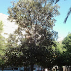 Magnolio (Southern Magnolia)