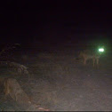 Coyotes