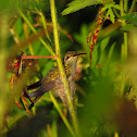 White-tailed Goldenthroat
