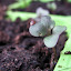 Cabbage 'Primo'