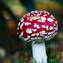 Fly agaric