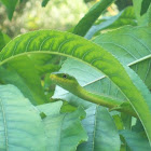 Green snake in my peach tree