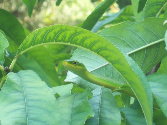 Spotting Image 1
