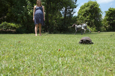 the turtle and the family the turtle and the family