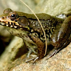 Green frog