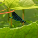 Beautiful Demoiselle