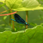 Beautiful Demoiselle