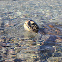 Sea Turtle