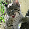 Bobcat