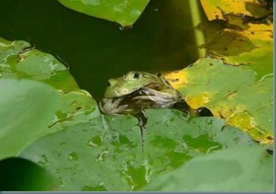 Frog-sparrow-05