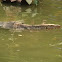 varanus
