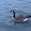 Canada Goose