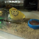 Hermit Crab