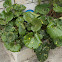 Leopard plant