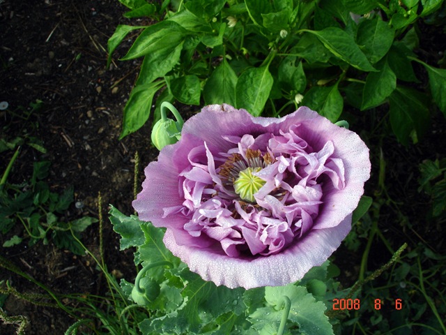 [DSC00086[5].jpg]