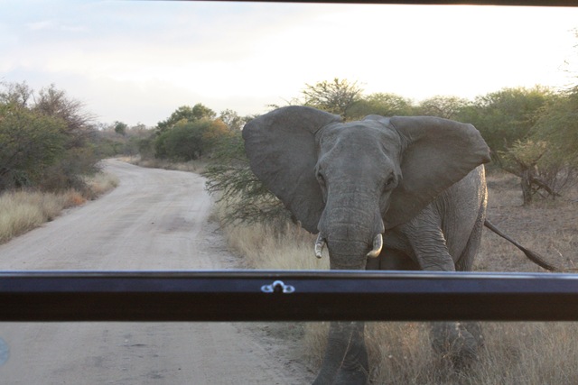 [South Africa. Johanesburg, Kruger park, pretoria 421[5].jpg]