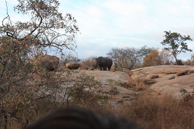 [South Africa. Johanesburg, Kruger park, pretoria 451[6].jpg]
