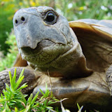 Animals and Plants III