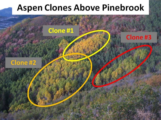 [Aspen Clones[6].jpg]