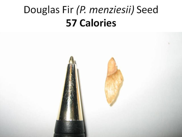 [D Fir Seed Caption[8].jpg]
