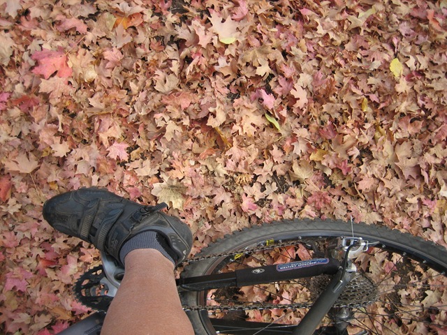 [Foot Maple Leaves in Trail[5].jpg]