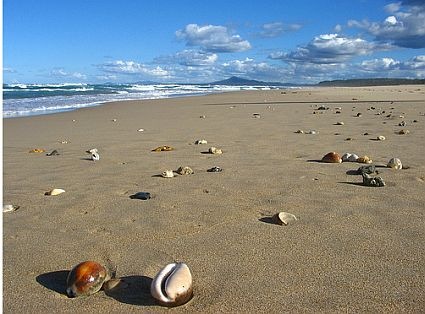 [sea-shells[2].jpg]