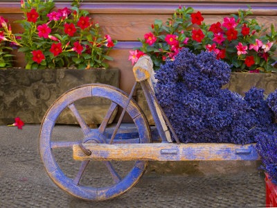 [Old-Wooden-Cart-with-Fresh-Cut-Lavender-Sault-Provence-France-[2].jpg]