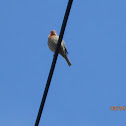 House Finch