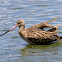 Marbled Godwit