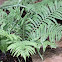 Ostrich Fern