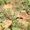 Gopher Snake