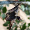 Brown Paper Wasp