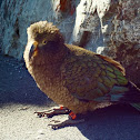 Kea