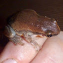 Desert Tree Frog  