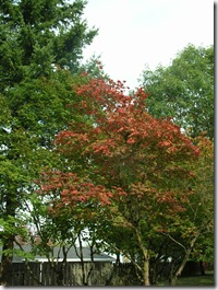 DSCN0527