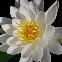 European White Waterlily, White Lotus, or Nenuphar