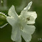 White Crab spider
