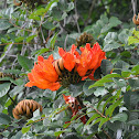 African tulip