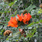 African tulip