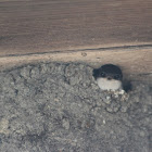 Common House Martin