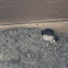 Common House Martin